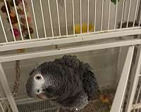 timneh-african-grey-parrot-for-sale-in-schwenksville-pa