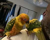 conure-sun-conure-for-sale-in-schwenksville-pa