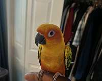 conure-for-sale-in-schwenksville-pa