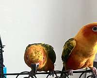 sun-conure-for-sale