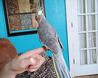 grey-cockatiel-for-sale