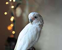 goffin-cockatoo-for-sale-in-san-diego-ca