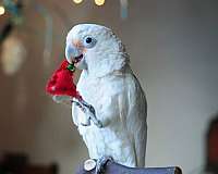 goffin-cockatoo-for-sale