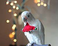 peach-goffin-cockatoo-for-sale