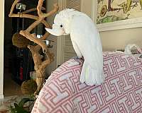 white-goffin-cockatoo-for-sale