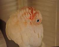 yellow-goffin-cockatoo-for-sale