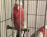 pink-bird-for-sale-in-bronx-ny