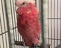 pink-companion-quiet-bird-for-sale