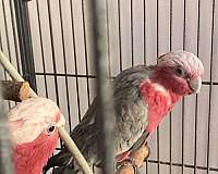 rose-breasted-cockatoo-for-sale-in-bronx-ny