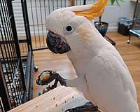 citron-crested-cockatoo-for-sale-in-new-boston-nh