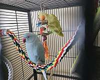 parrot-for-sale