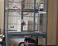 parrot-for-sale-in-dearborn-heights-mi