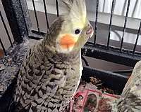 cinnamon-cockatiel-for-sale