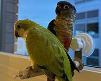 green-yellow-conure-parrot-for-sale