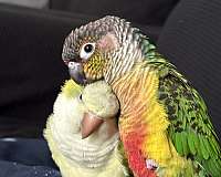 conure-parrot-for-sale-in-richmond-va