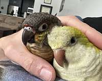 green-cheek-conure-for-sale