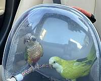 green-cheek-conure-for-sale-in-richmond-va