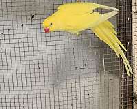 male-female-bird-for-sale-in-latham-ny