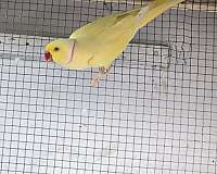 ringneck-parakeet-for-sale