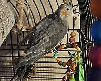 pet-bird-for-sale-in-gahanna-oh