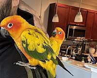 sun-conure-for-sale