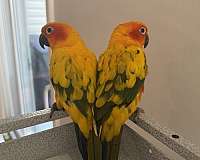 sun-conure-for-sale-in-virginia