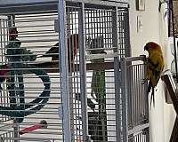 baby-sun-conure-for-sale