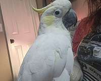 exotic-talking-sulpher-crested-cockatoo-for-sale