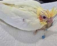 cockatiel-for-sale-in-guyton-ga