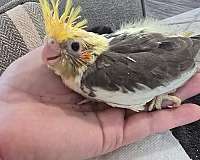 albino-bird-for-sale-in-guyton-ga