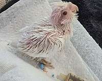 pied-bird-for-sale-in-guyton-ga