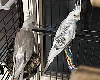 cockatiel-for-sale-in-dover-ma