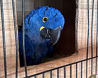 hyacinth-macaw-for-sale-in-wellston-mi