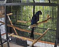 mature-bird-for-sale-in-wellston-mi