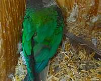 bonded-pair-exotic-green-cheek-conure-for-sale