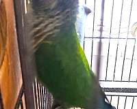 bonded-pair-exotic-bird-for-sale-in-kooskia-id