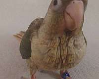 bonded-pair-exotic-mixed-bird-for-sale