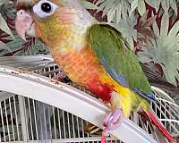 green-cheek-conure-for-sale