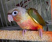 green-cheek-conure-for-sale-in-richmond-va