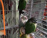 small-green-cheek-conure-for-sale