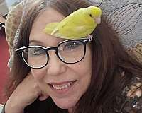 cockatiel-for-sale-in-wappingers-ny