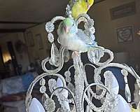 cockatiel-for-sale