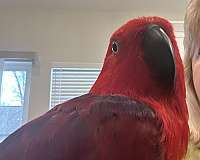 eclectus-parrots-for-sale-in-grand-blanc-mi