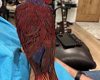 eclectus-parrots-for-sale