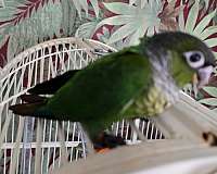 green-cheek-conure-for-sale