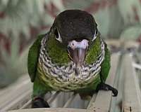 green-cheek-conure-for-sale-in-richmond-va