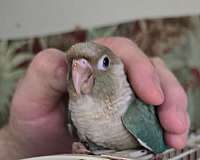 green-cheek-conure-for-sale