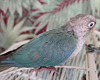 green-cheek-conure-for-sale-in-richmond-va