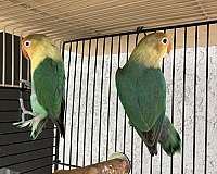 lovebird-for-sale-in-stockton-ca