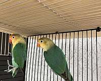 lovebird-for-sale